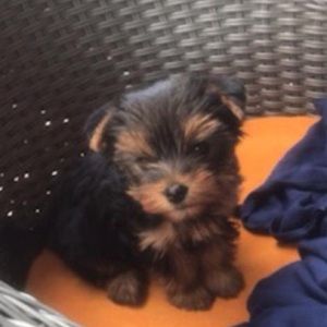 Meet your Posher, Zeetal